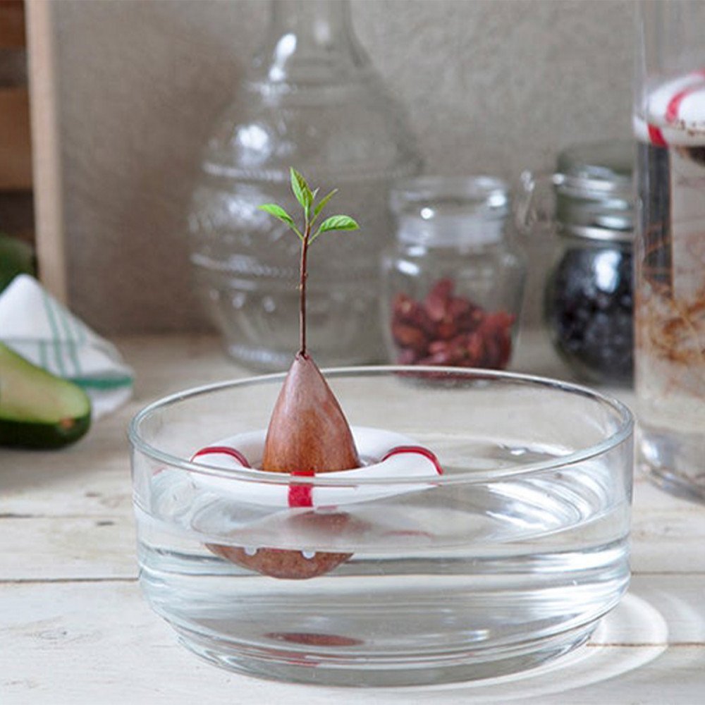 Peleg Design Seed Guard reggi seme di avocado - immagine 4