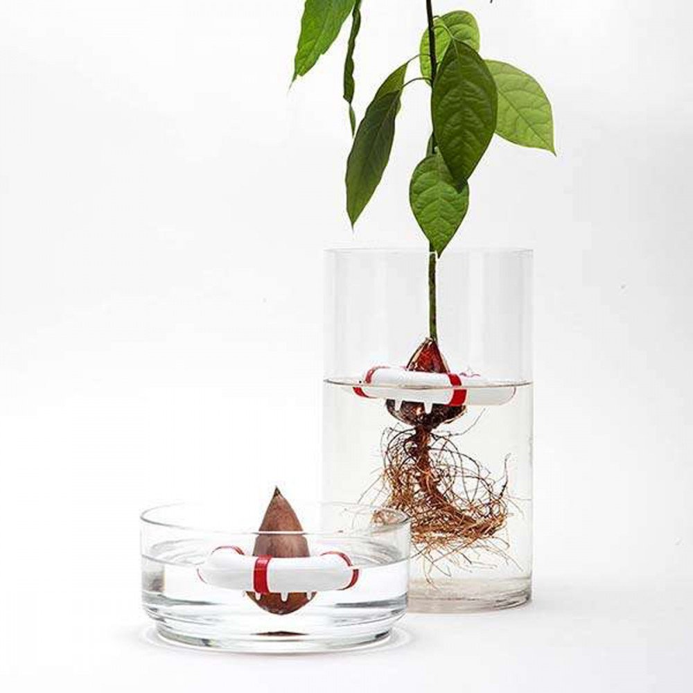 Peleg Design Seed Guard reggi seme di avocado - immagine 2