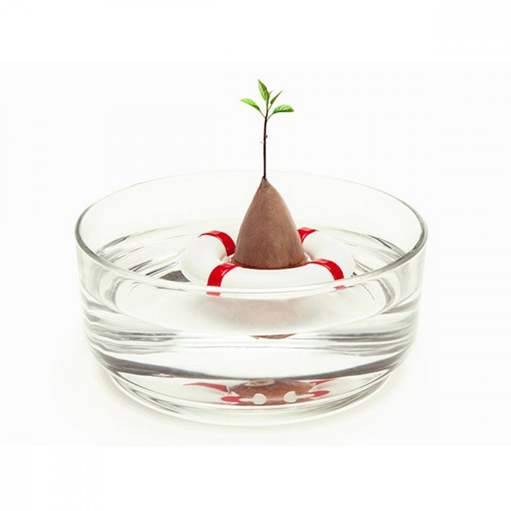 Peleg Design Seed Guard reggi seme di avocado - immagine 3