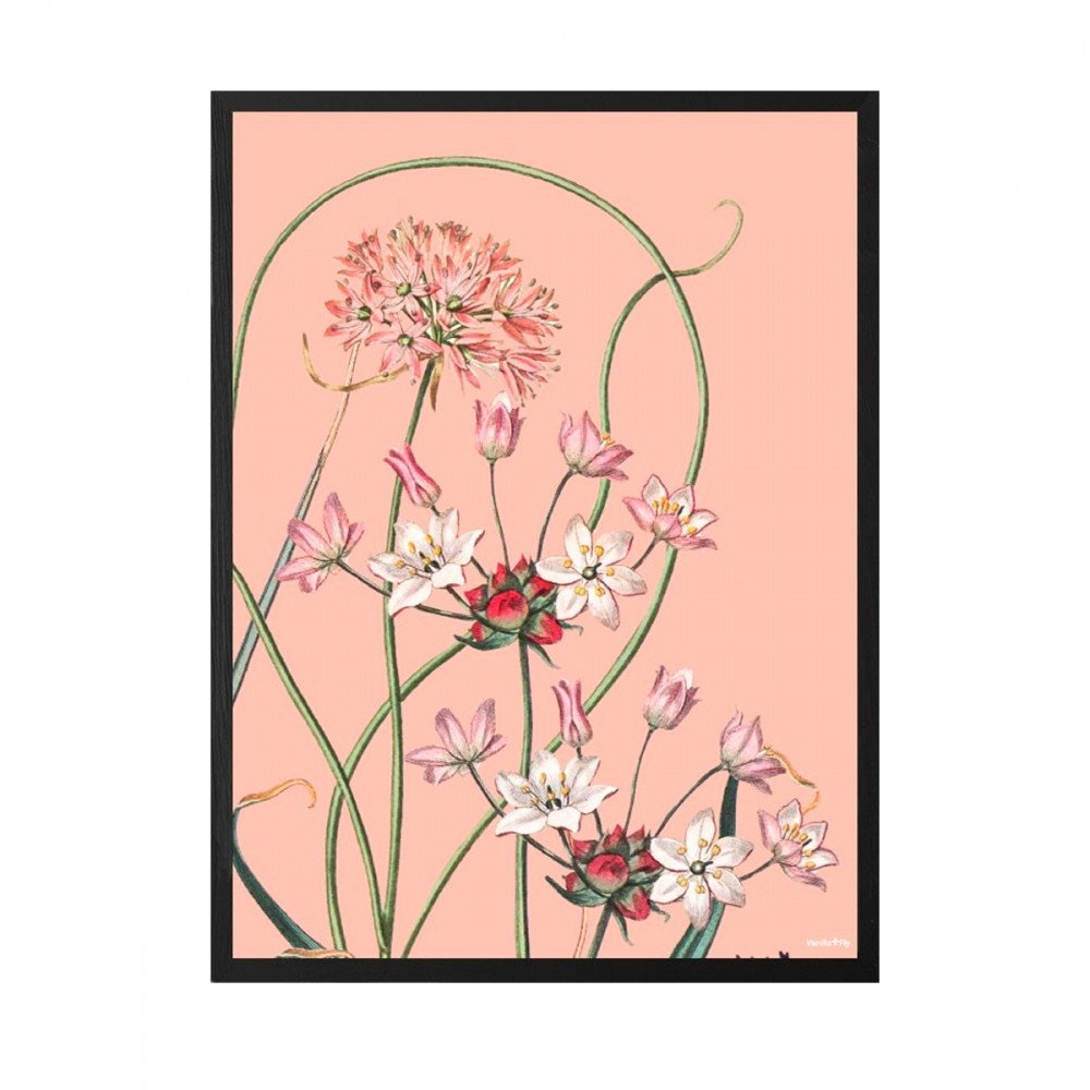 Vanilla Fly quadro Allium
