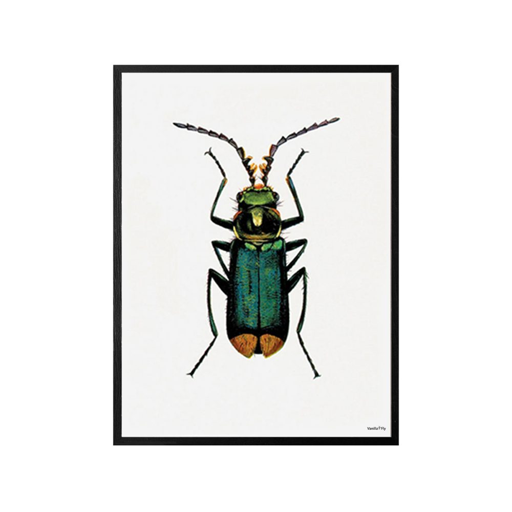 Vanilla Fly quadro Bug