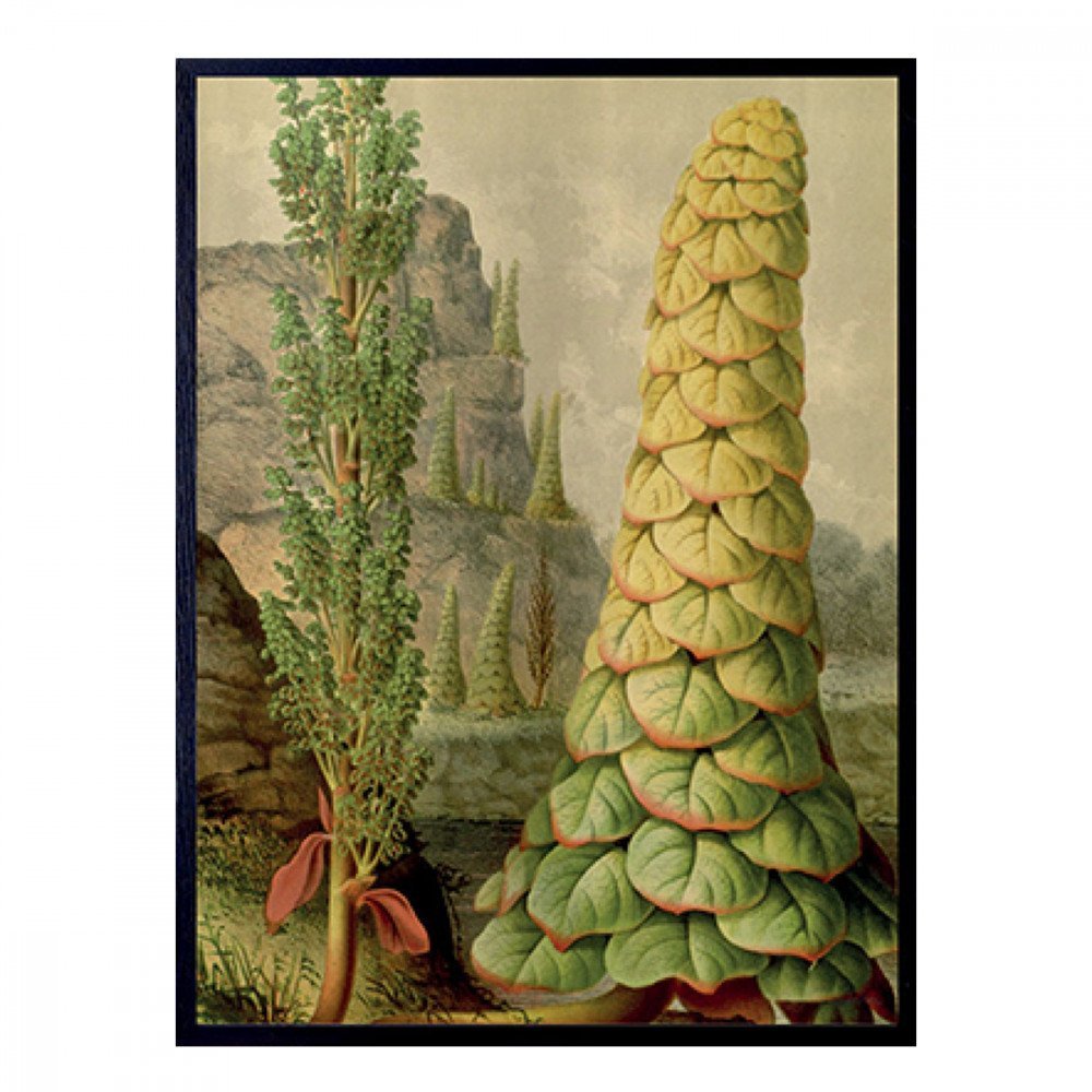 Vanilla Fly quadro Artichoke