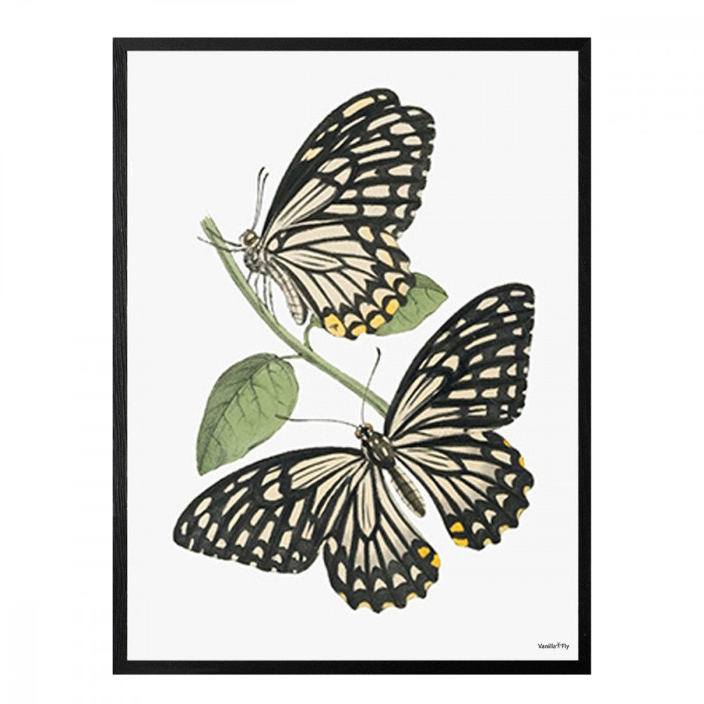 Vanilla Fly quadro medio Butterflies