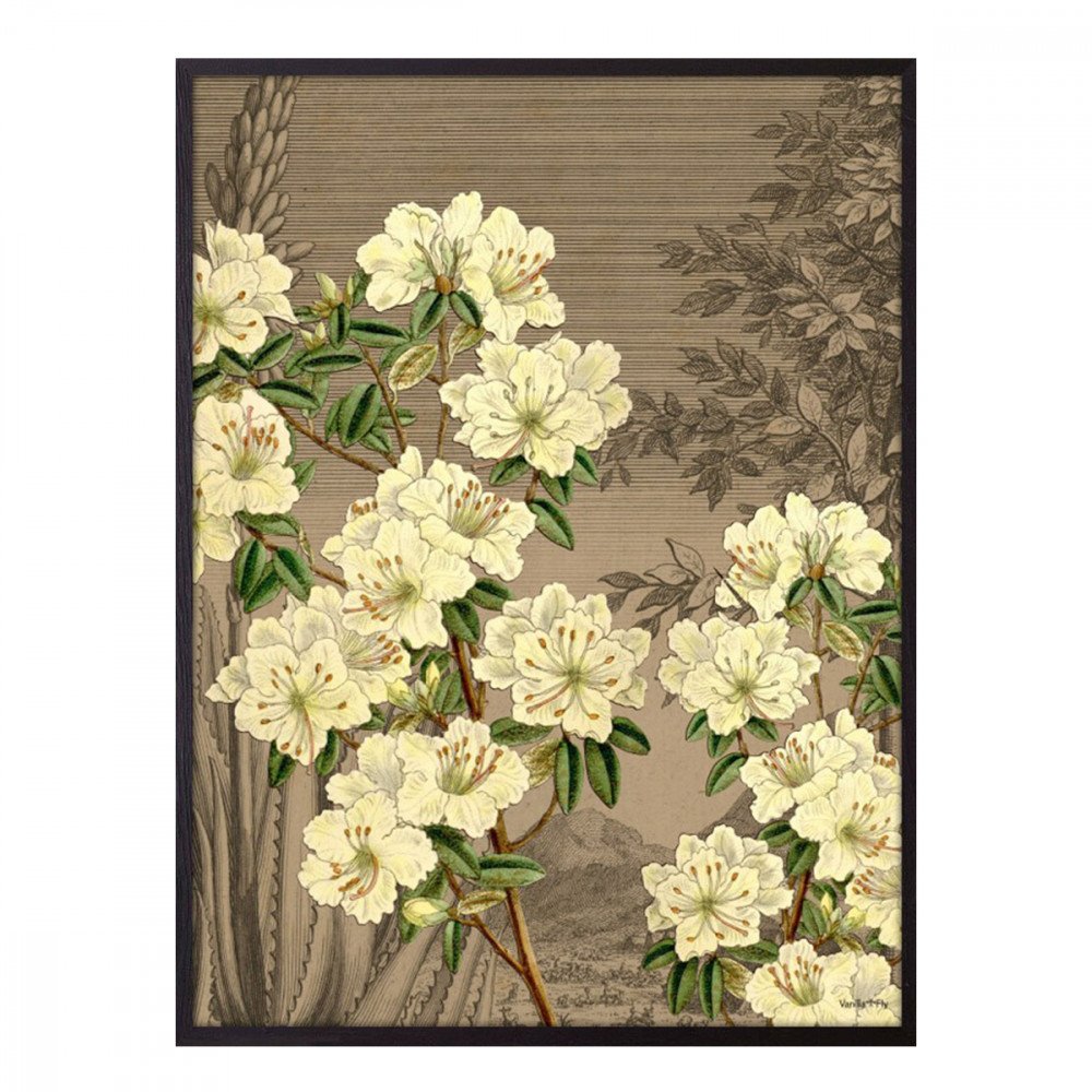 Vanilla Fly quadro Cream Rhododendron
