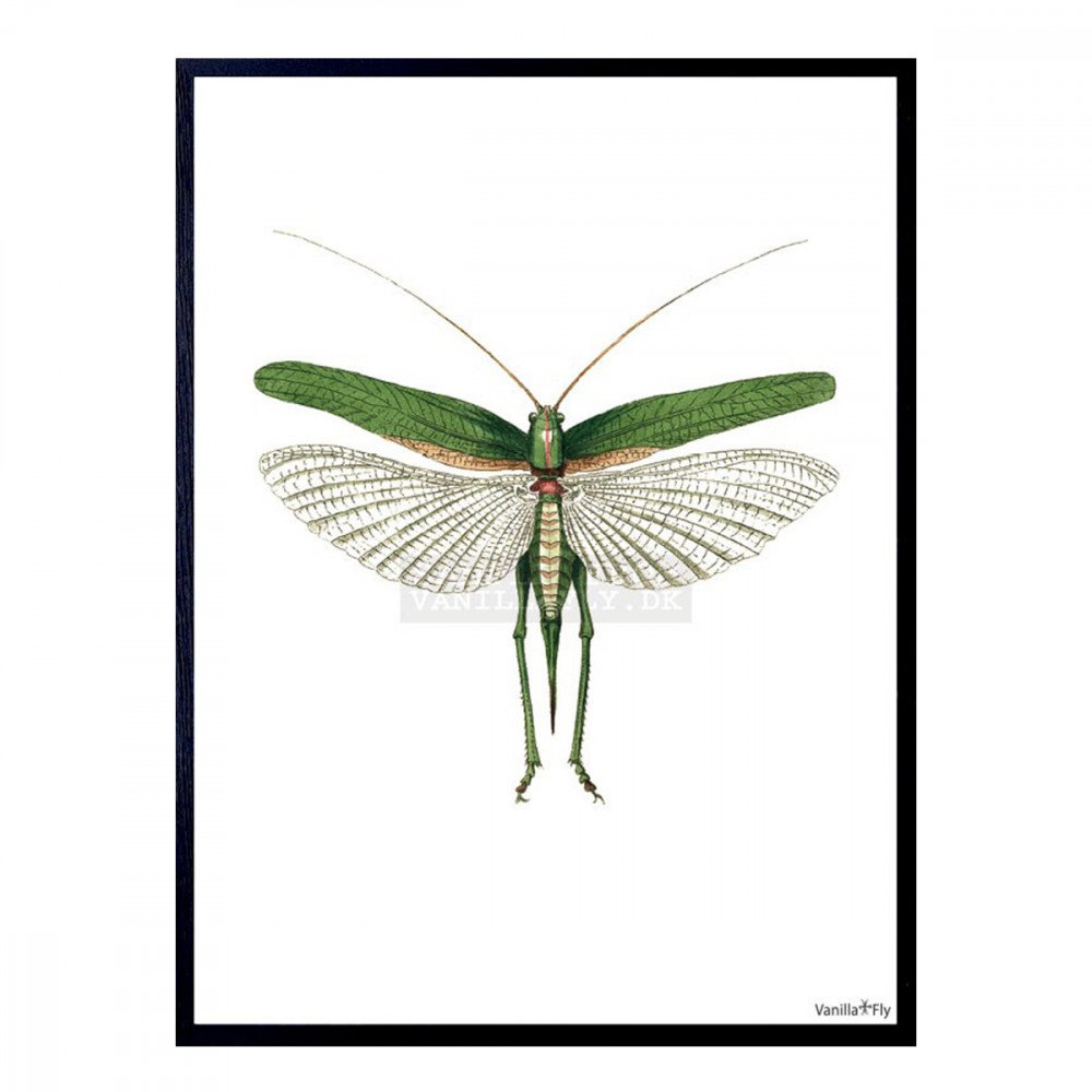 Vanilla Fly quadro Grasshopper