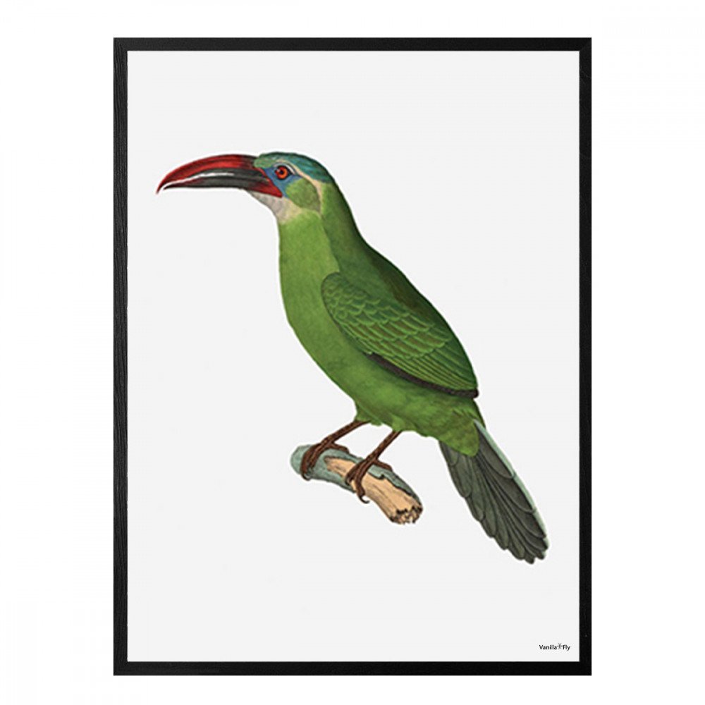 Vanilla Fly quadro Green Bird