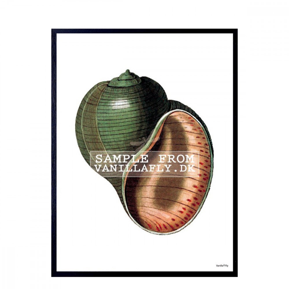 Vanilla Fly quadro Green Seashell