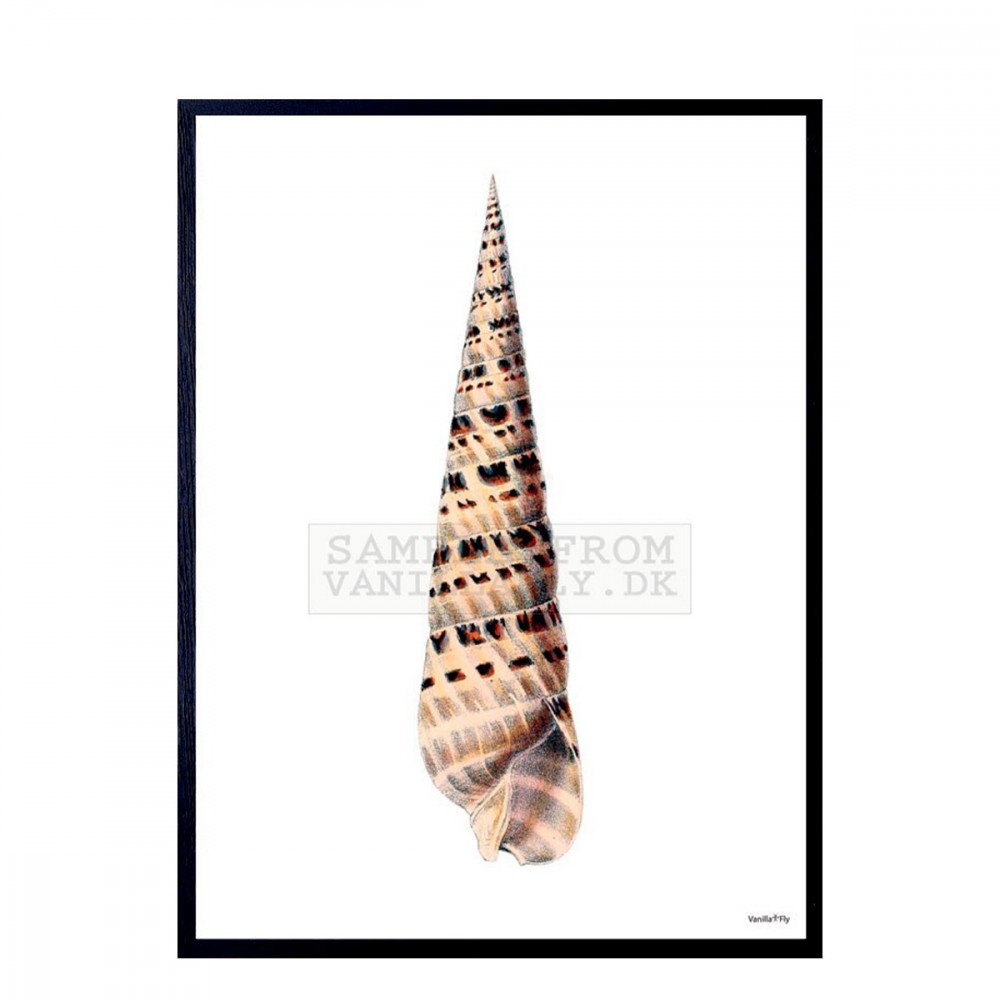 Vanilla Fly quadro Long seashell