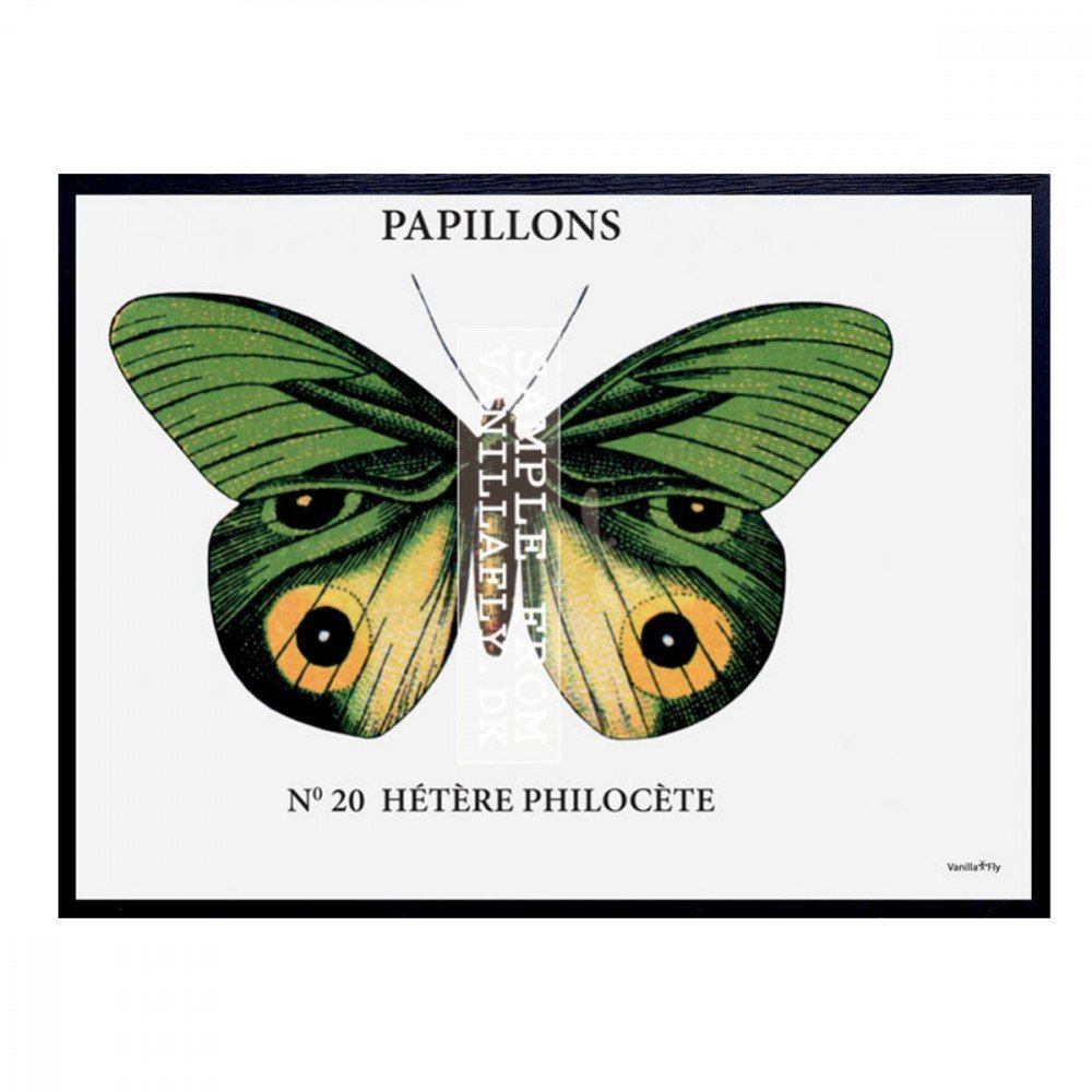 Vanilla Fly quadro Papillon