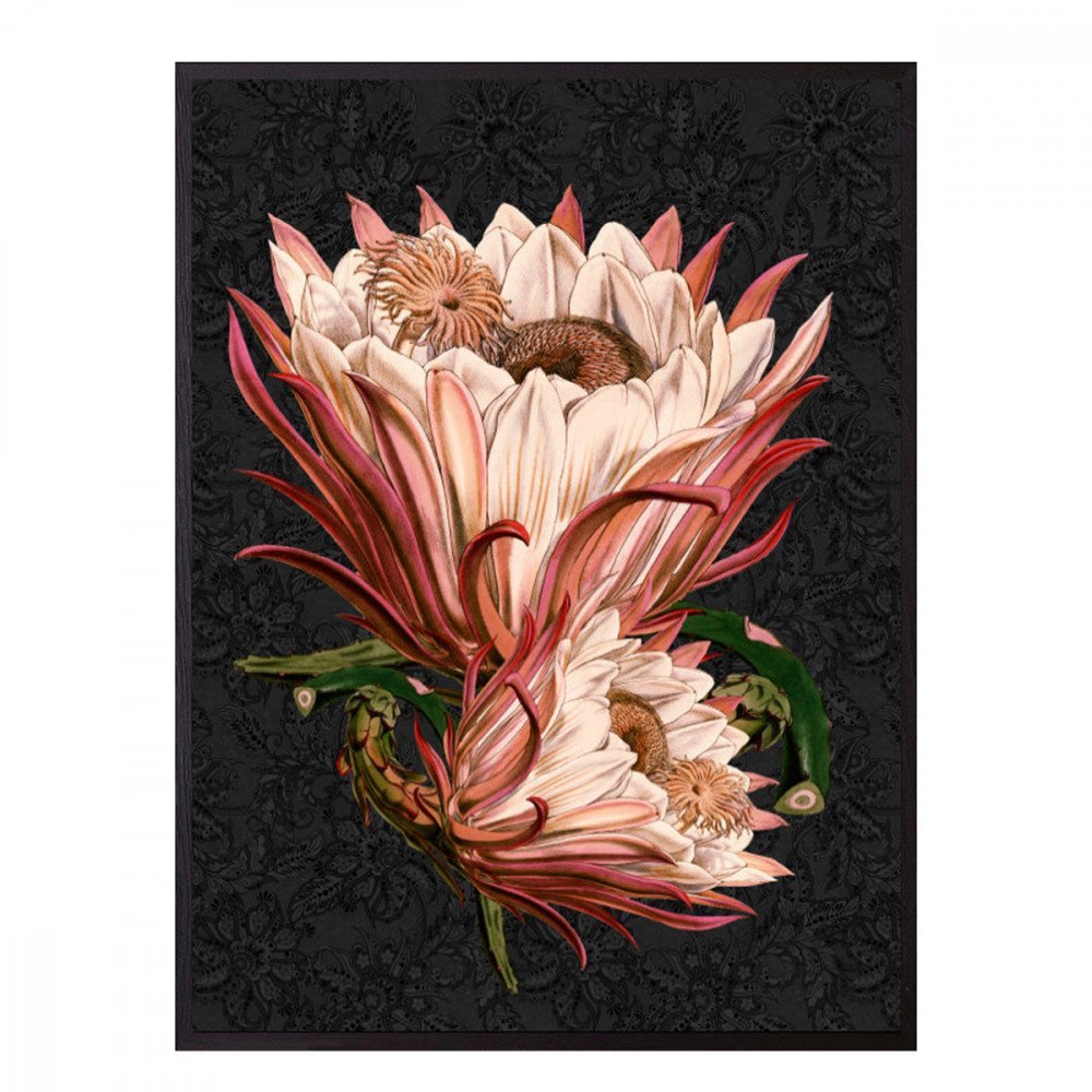 Vanilla Fly quadro Pink Protea