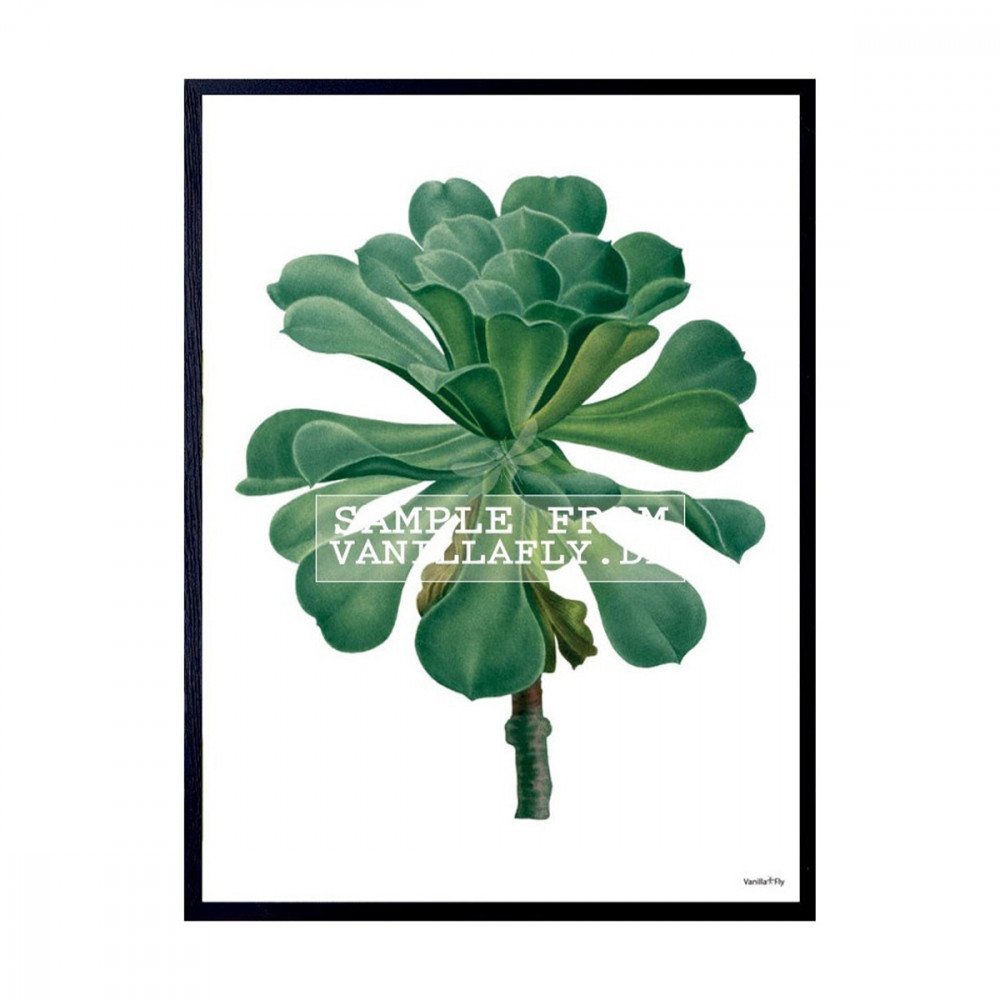 Vanilla Fly quadro Succulente