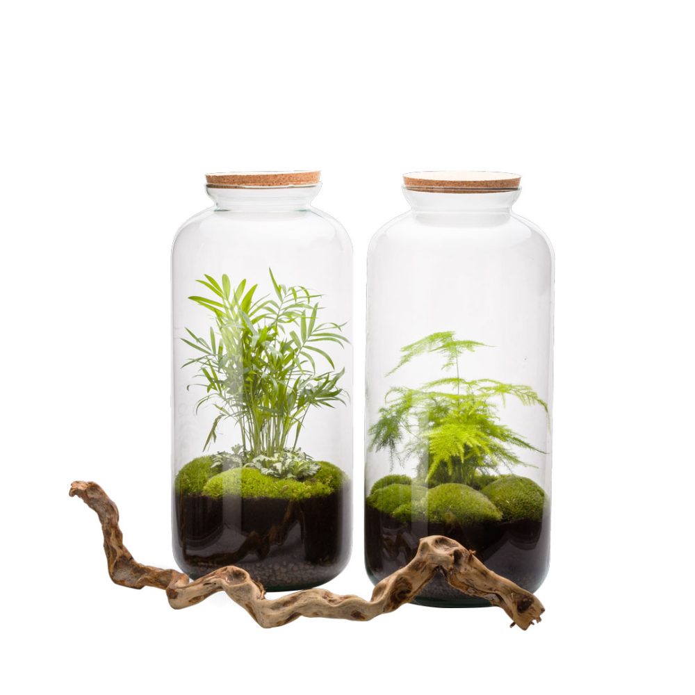 Terrarium Bonbonne Auto L Chamae - immagine 2