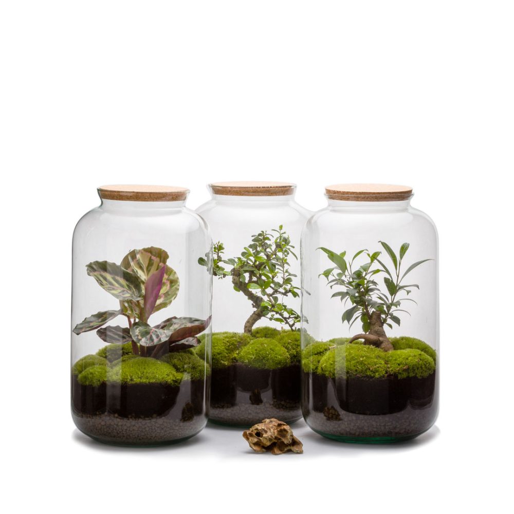 Terrarium Bonbonne Auto M Bonsai - immagine 2