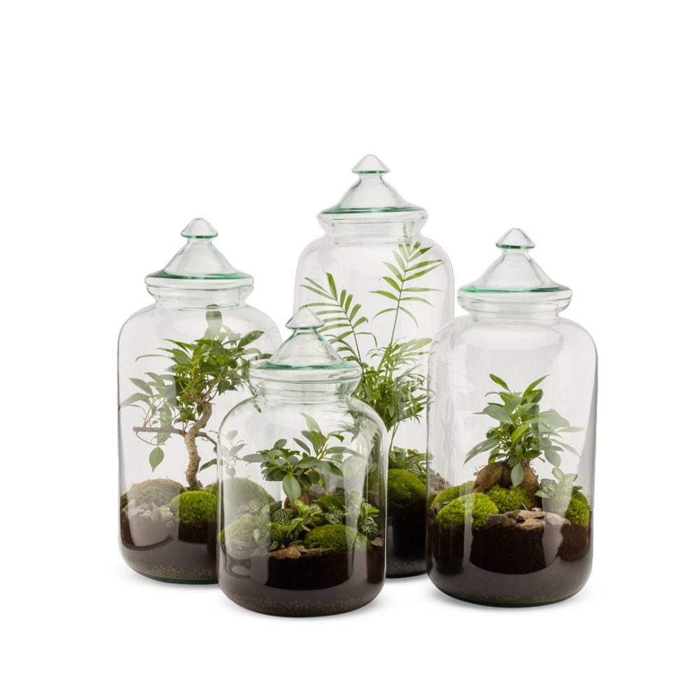 Terrarium Bonbonne Auto M Bonsai tappo vetro - immagine 2