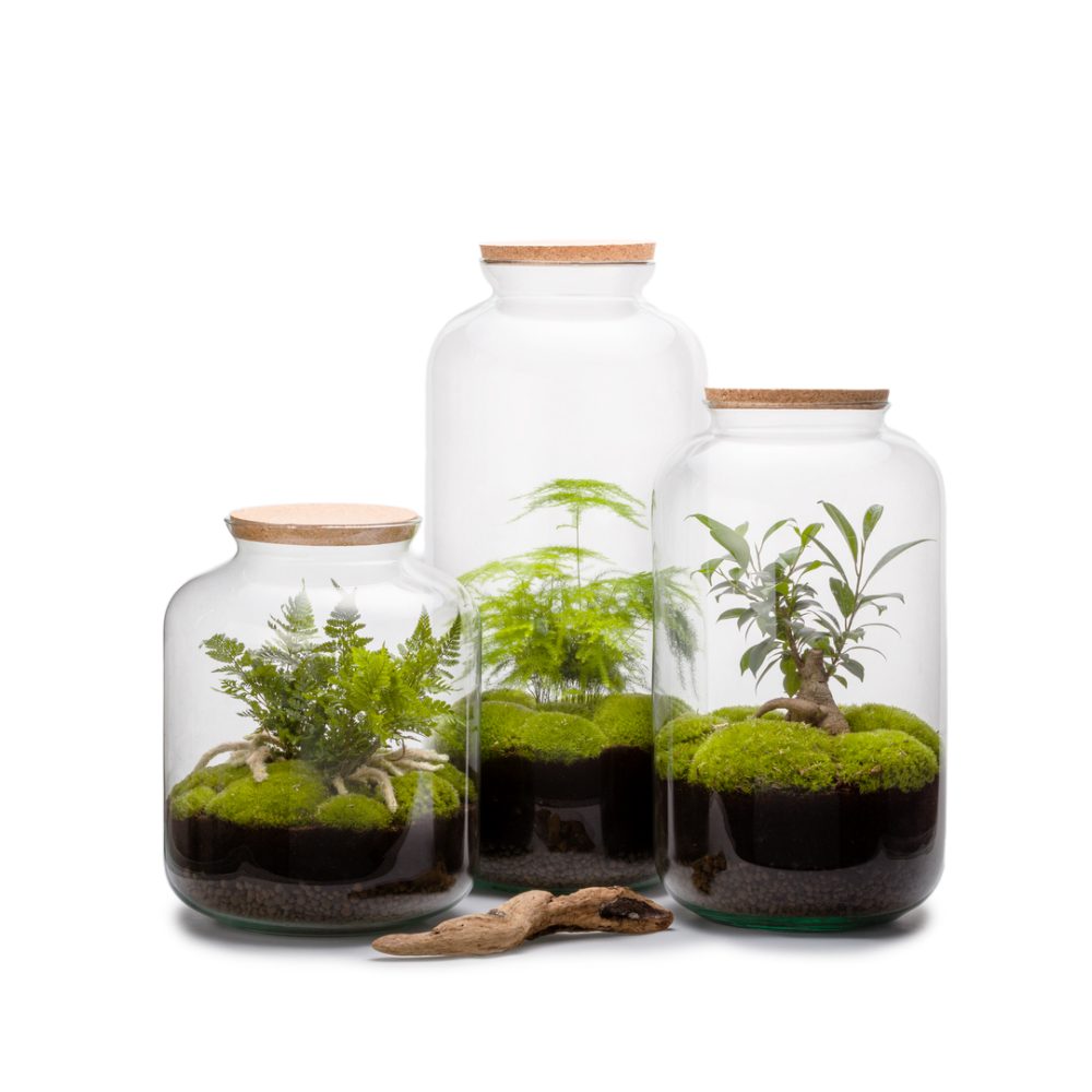 Terrarium Bonbonne Auto M Ginseng - immagine 2
