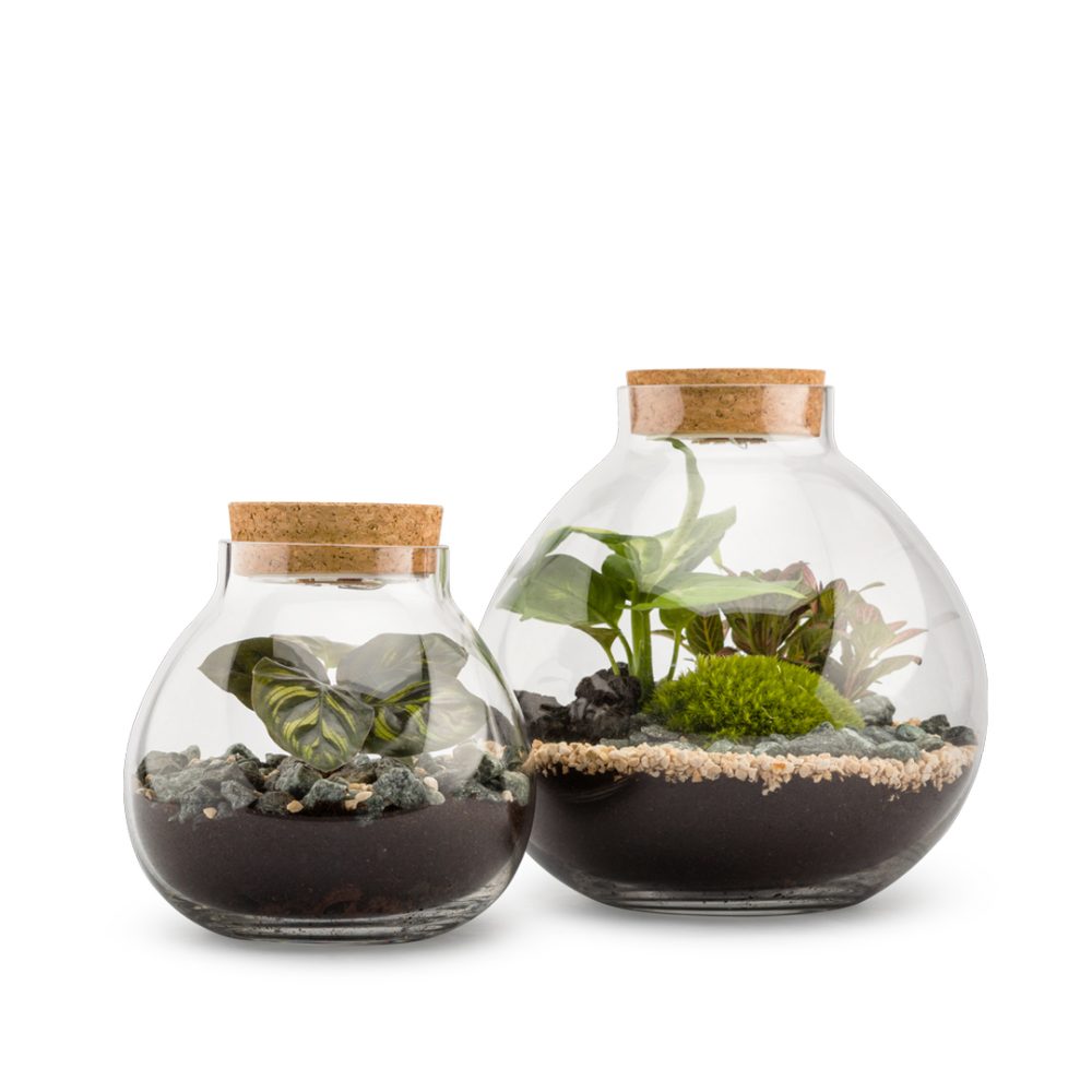 Terrarium Bulle Light S Mix - immagine 2