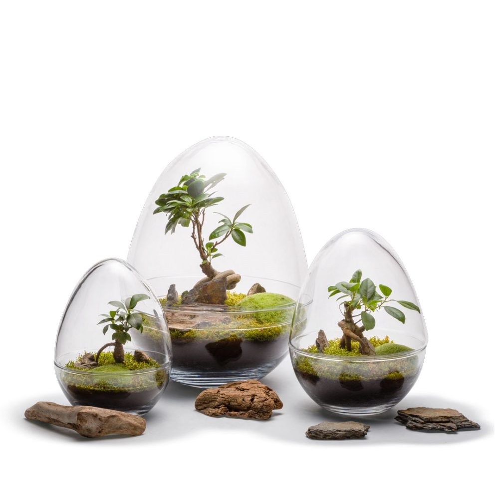 Terrarium Diplo Auto M Ginseng - immagine 2