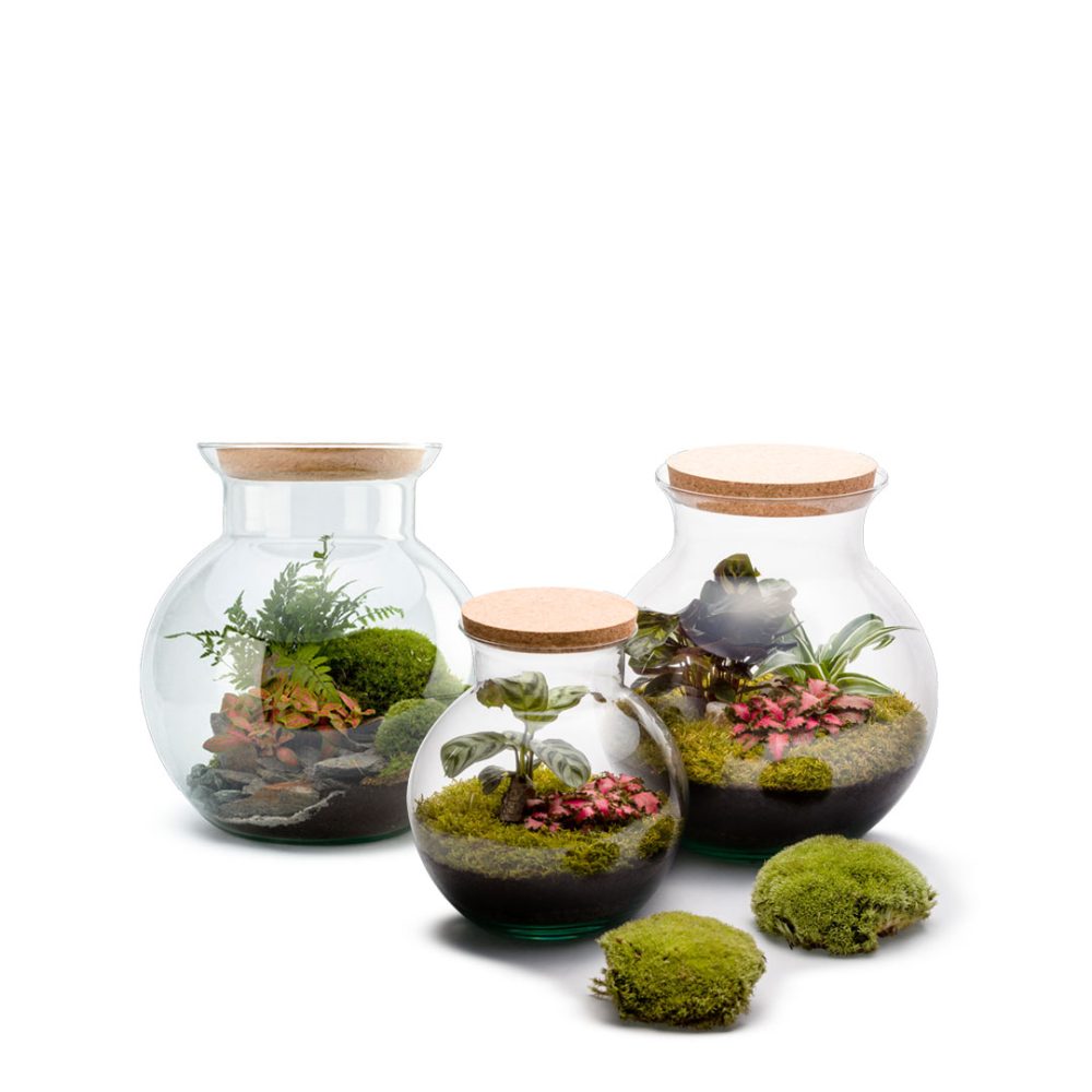 Terrarium Havana Auto S - immagine 2