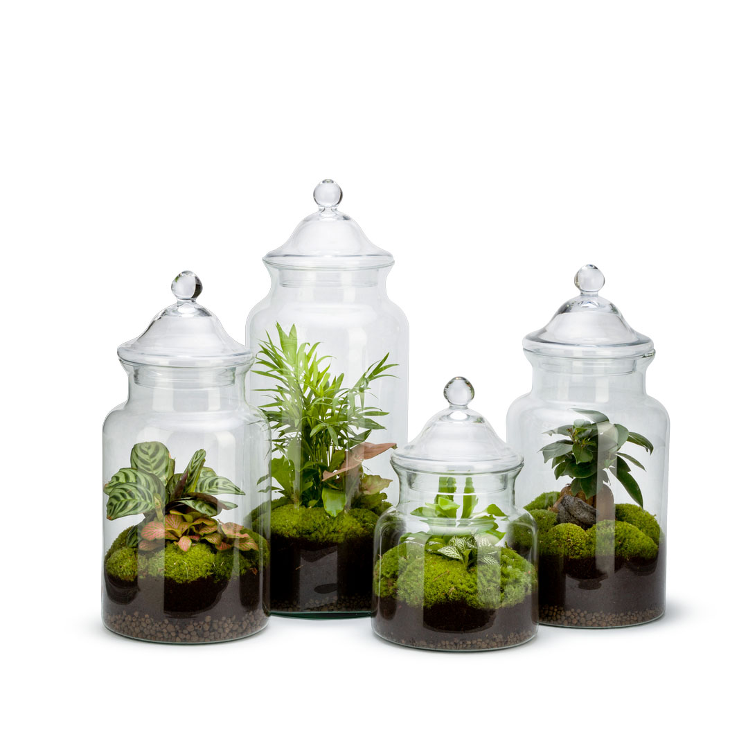 Terrarium Hiyo Auto S Mix tappo vetro - Myho