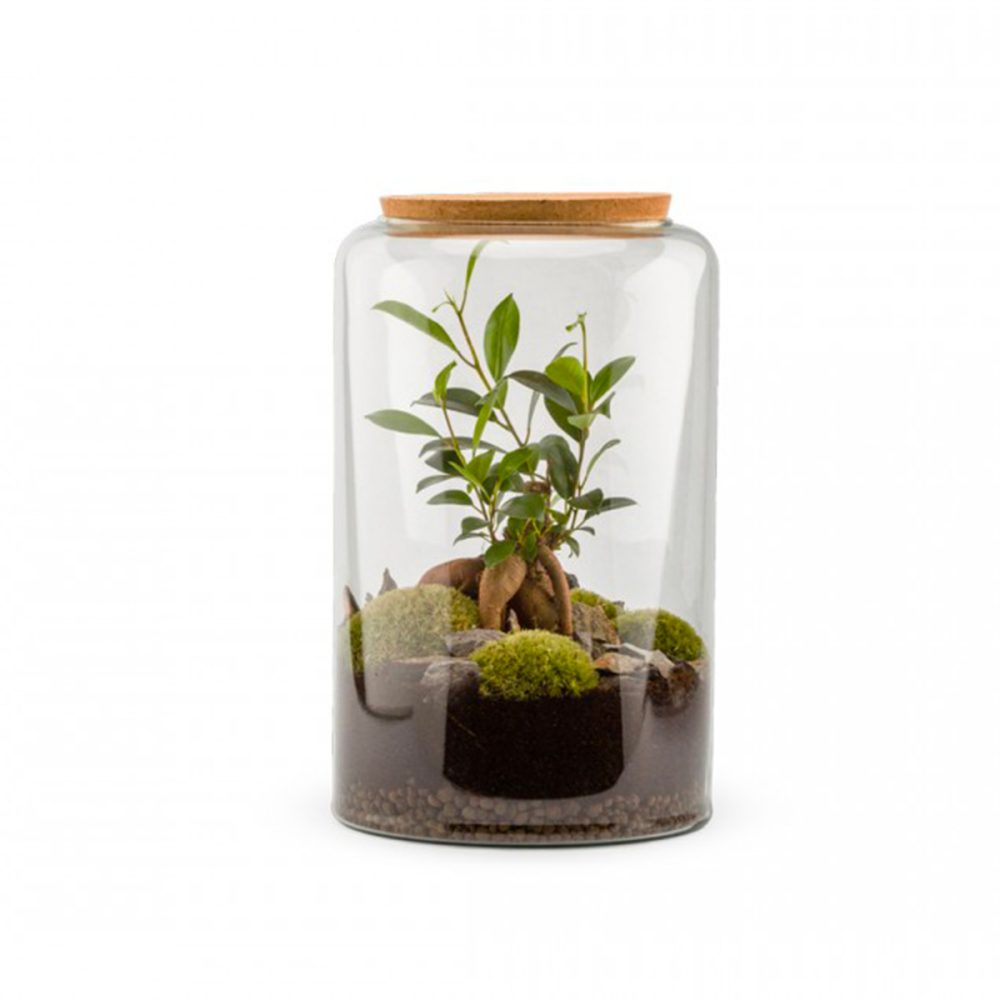 Terrarium Mia Auto L Ginseng