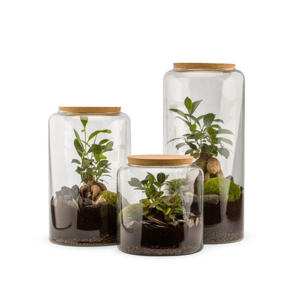 Terrarium Mia Auto L Ginseng - immagine 2