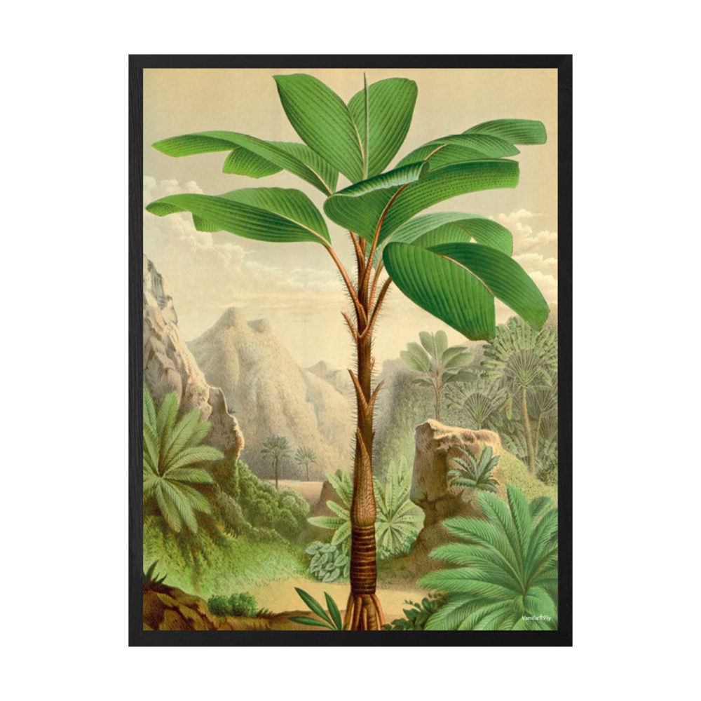 Vanilla Fly quadro Jungle