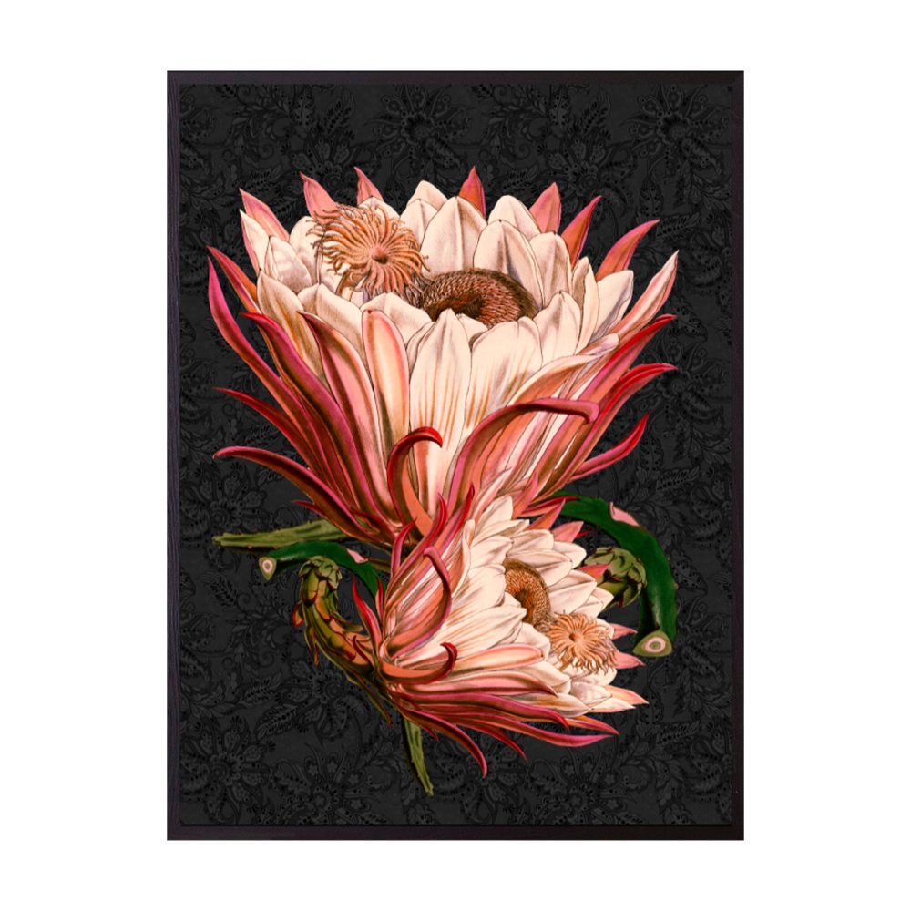 Vanilla Fly quadro medio Pink Protea