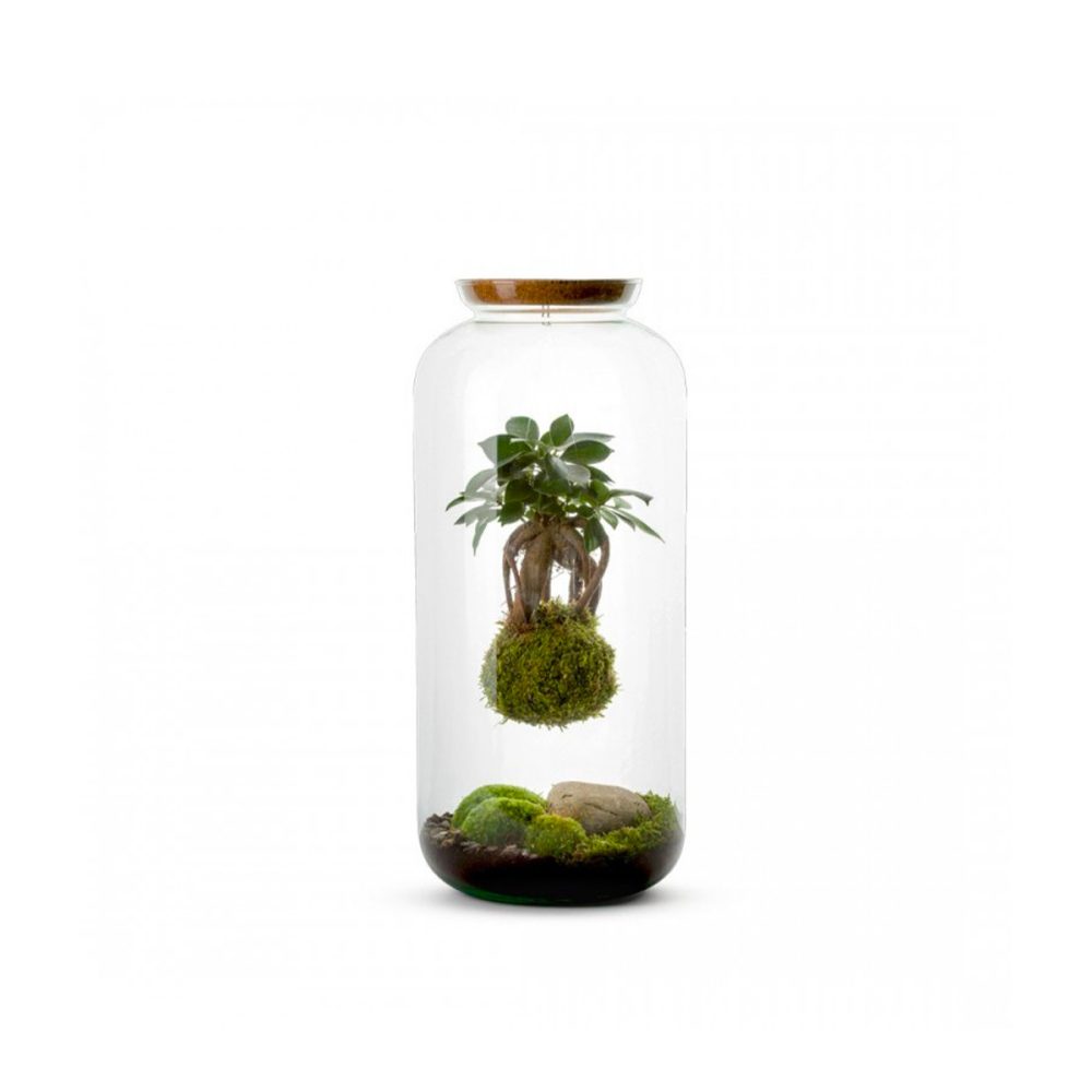 Terrarium Mia L Kokedama Ginseng
Sospeso