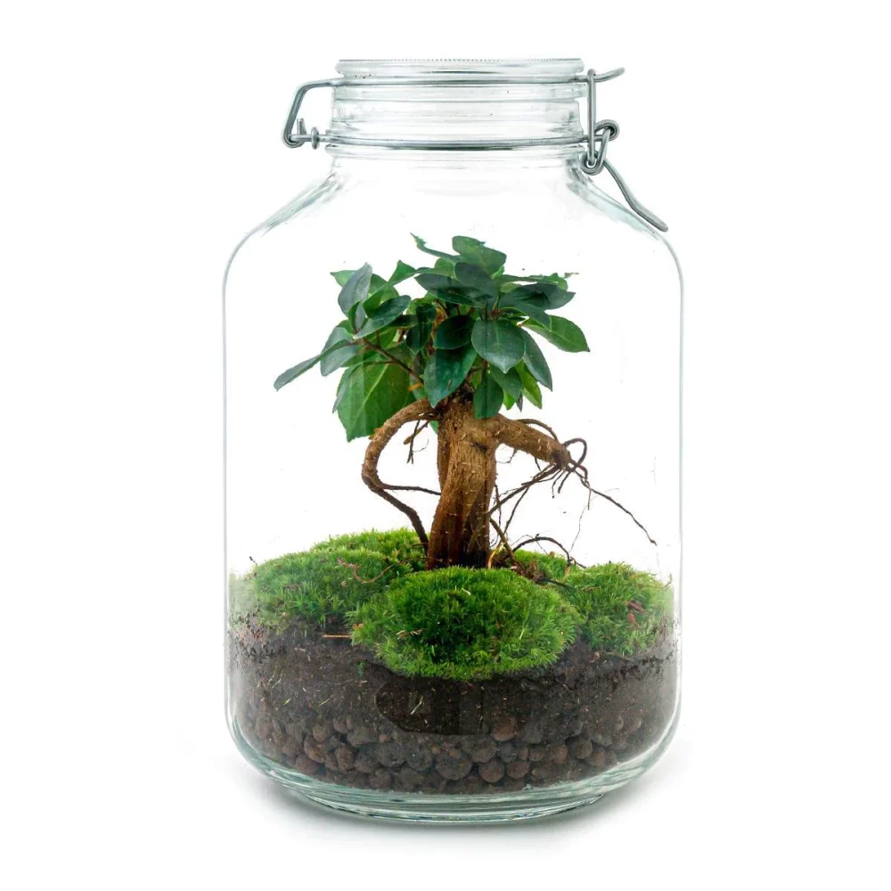 Terrarium Candy S Ginseng