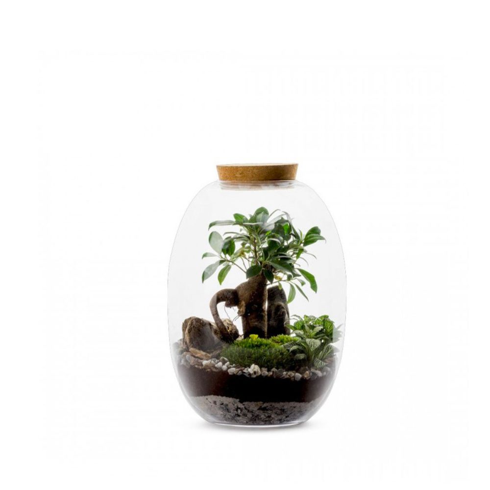 Terrarium Kanope Auto M