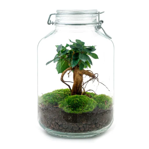 Occasione Terrarium per arredare e giardini sotto vetro idea regalo Vicenza