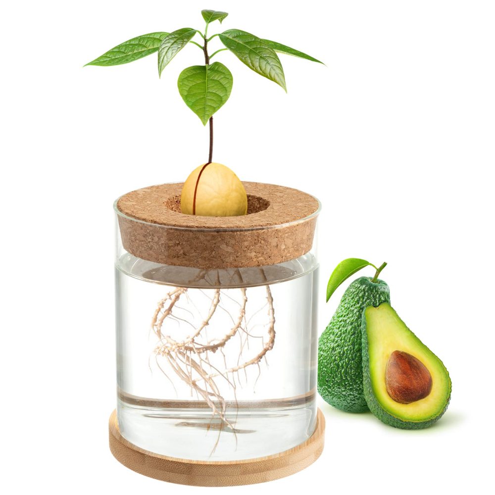 Gift Republic Kit coltivazione avocado