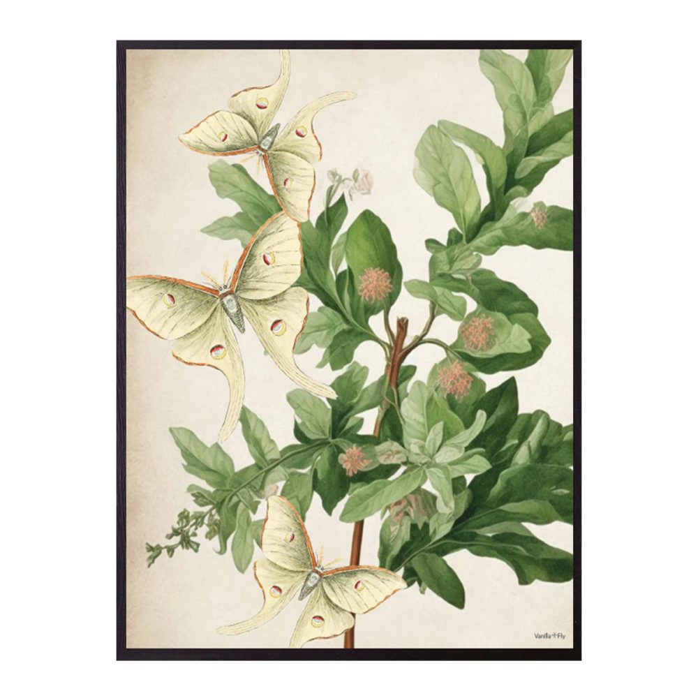 Vanilla Fly quadro Nature New