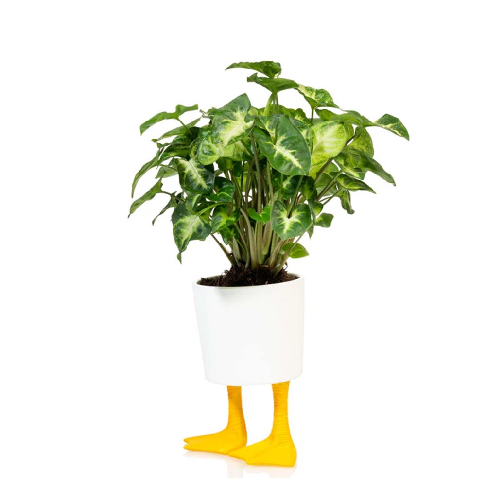 Vaso Duck Feet Grande