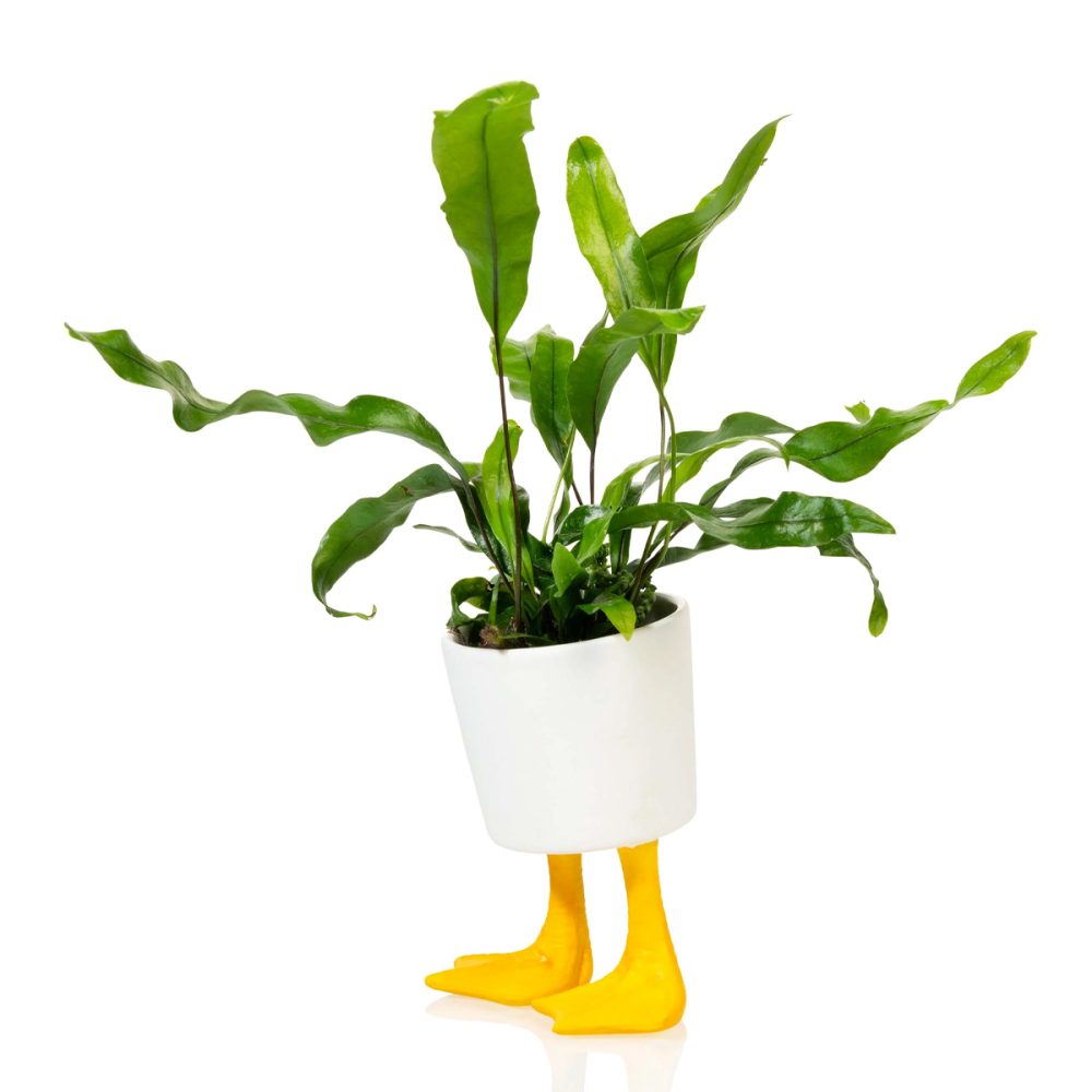 Vaso Duck Feet Grande - immagine 3