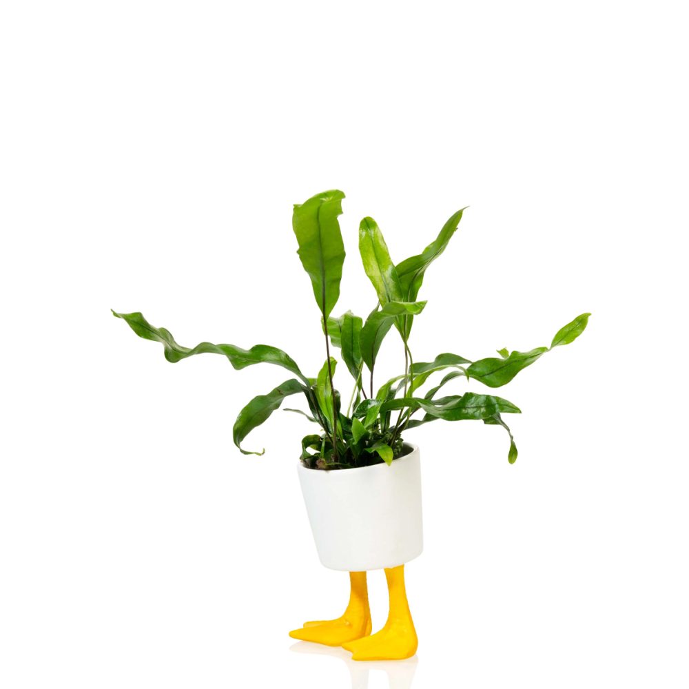 Vaso Duck Feet Piccolo